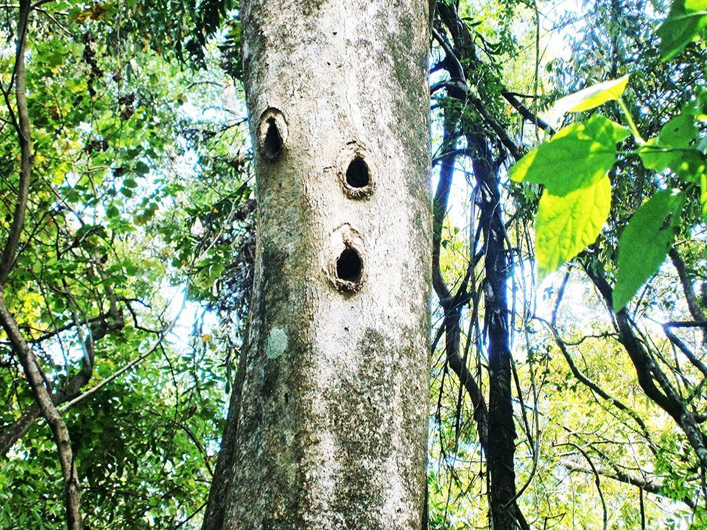 Surrey Bird Sanctuary & Holiday Resort Welimada 外观 照片